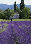Prices / Location. lavenderlarger