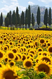 Prices / Location. Library Image: Sunflower Field